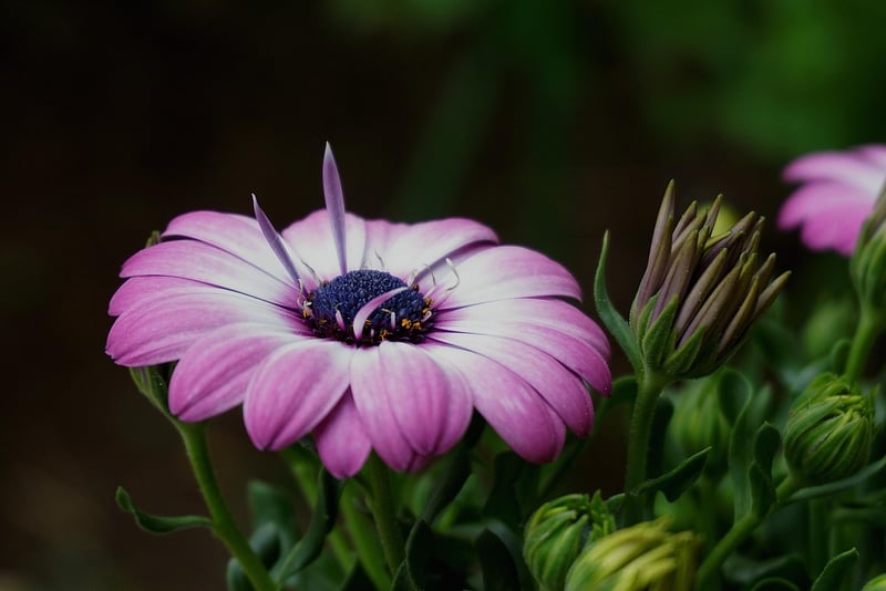 Botanical Printmaking